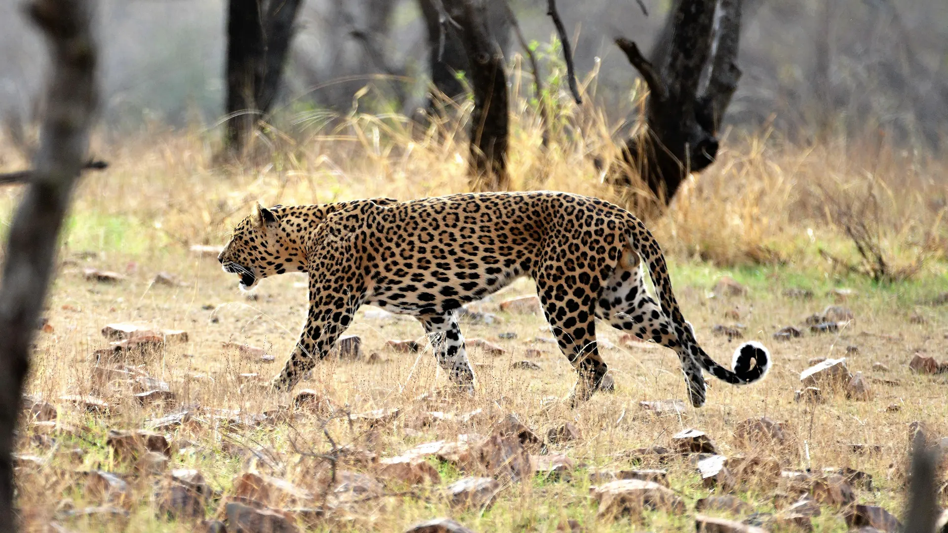 Large Male Leopard